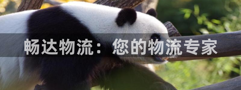 28圈登录不上咋回事：畅达物流：您的