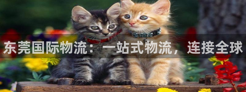 28圈下载不了